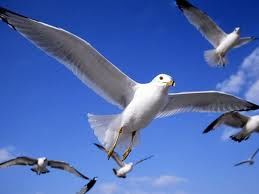 EASY WINGS