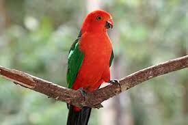 Baby Parrot