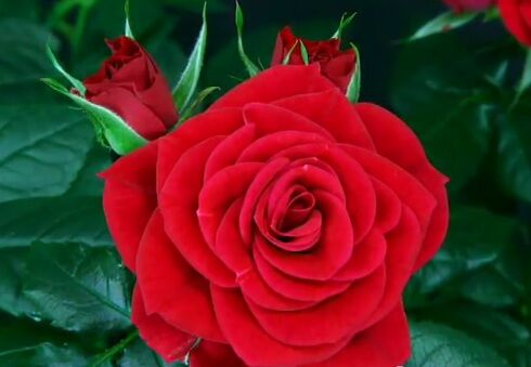 A Rose in Bloom A Rose in Bloom