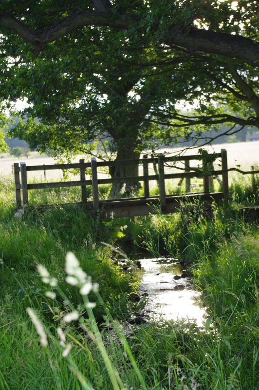 As I Sit in the Shade