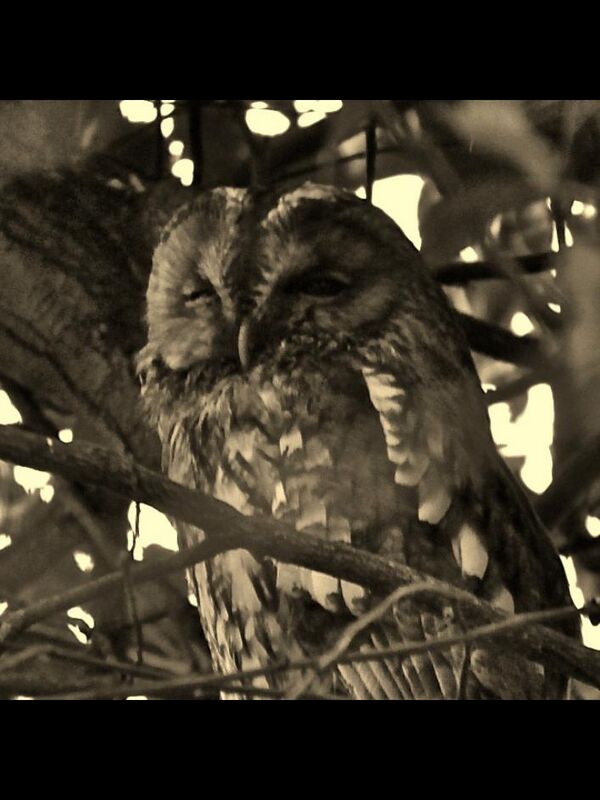 O'Wise Brown Owl O'Wise Brown Owl