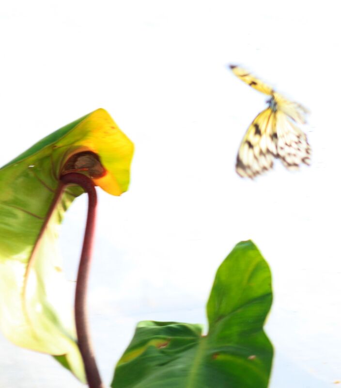 butterfly&#039;s are souls flying through heavenly earth