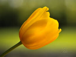 Tulip
