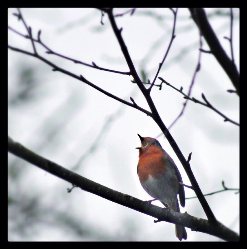 Robin red breast Robin red breast