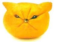 bitter little lemon's bitter little lemon's