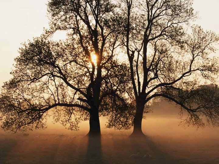Willow tree Willow tree