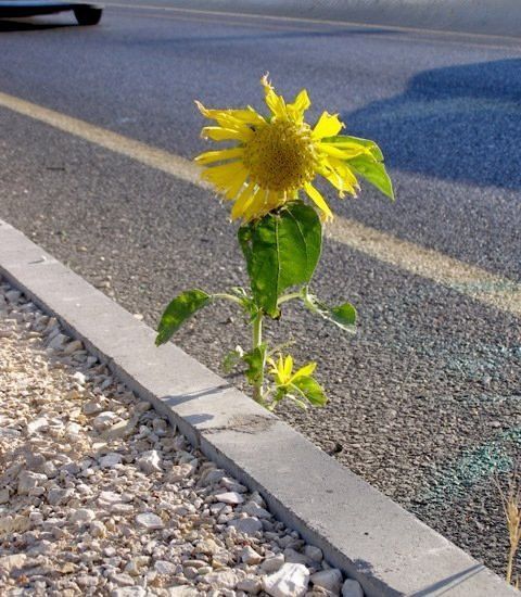 The Rose That Grew Into Concrete The Rose That Grew Into Concrete