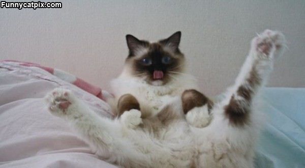 Cat-i-tude Cat-i-tude