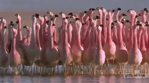 Five O&#039;clock Flamingo Tango