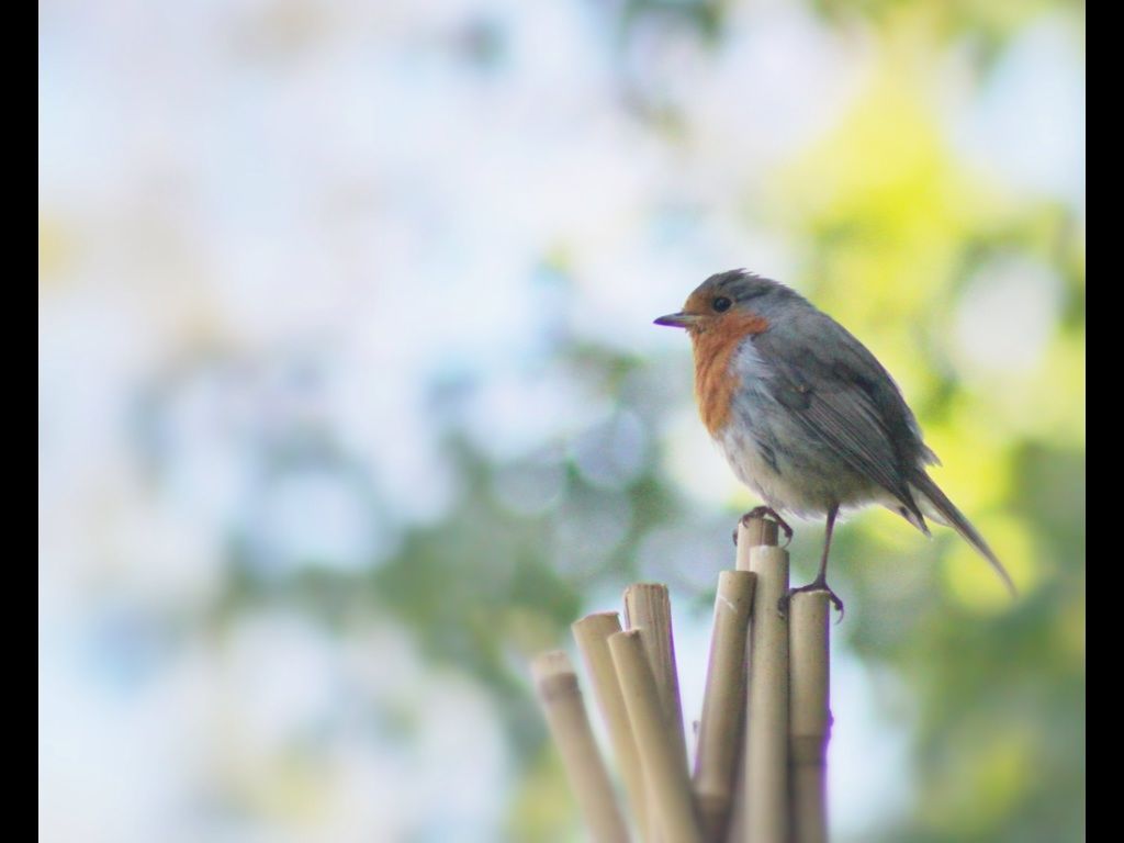 Robin