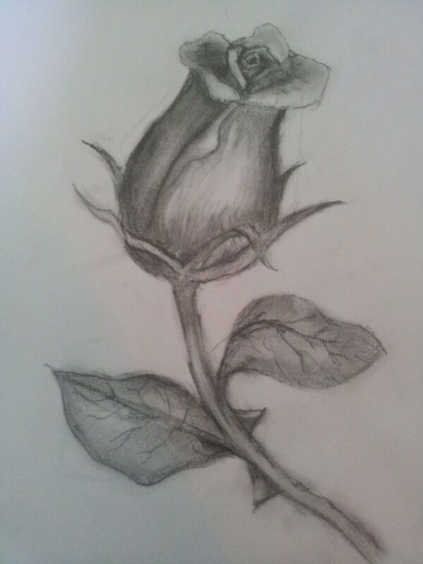 rose