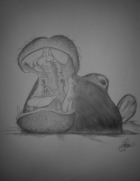 Hippo Yawning