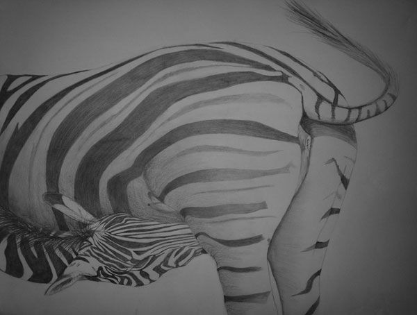 Zebra Fawn Nunrsing