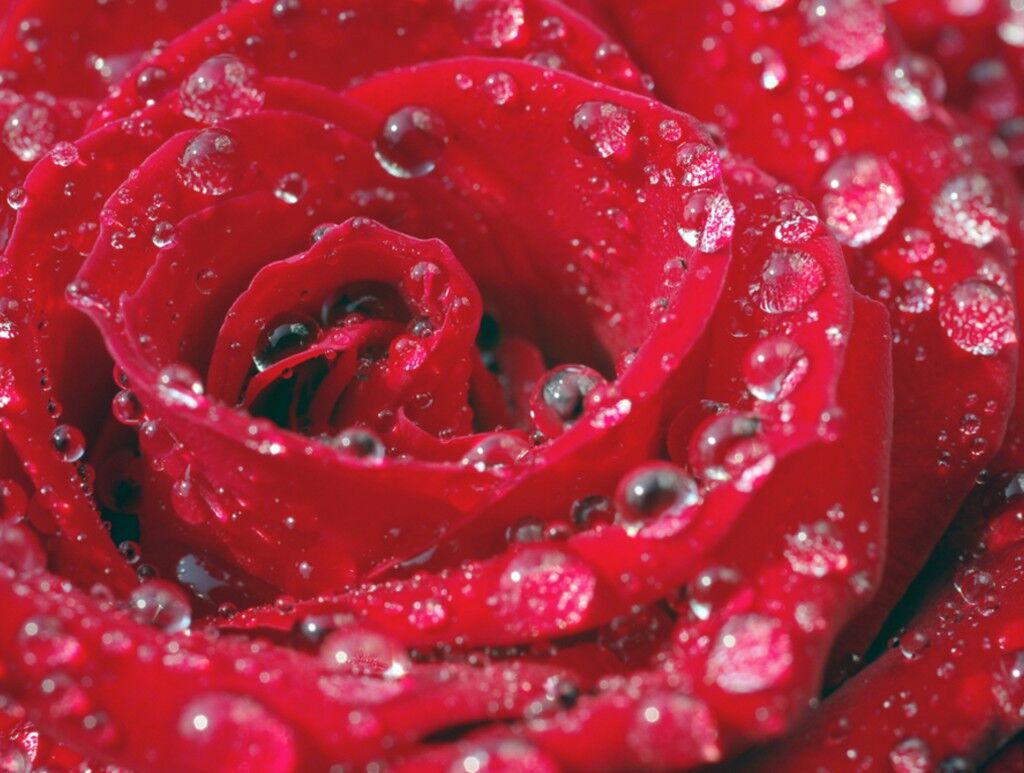Rose Petal Storms