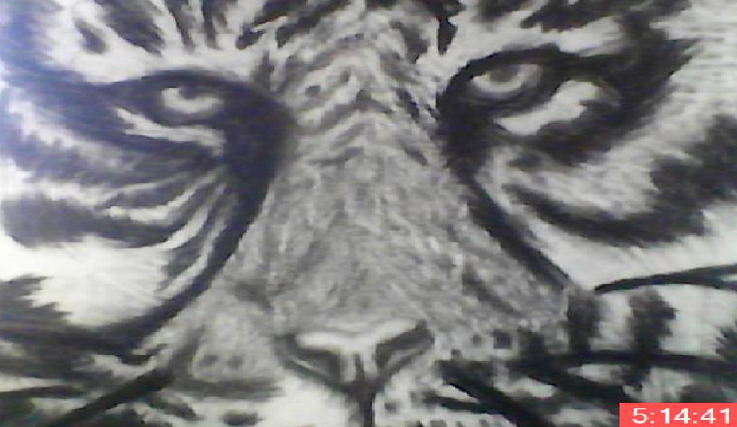 tiger
