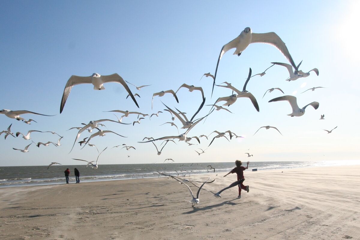 If Seagulls Could Talk If Seagulls Could Talk