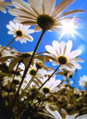 Flower Of Compassion Flower Of Compassion
