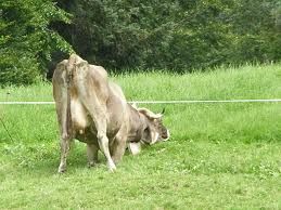 Grass is always greener