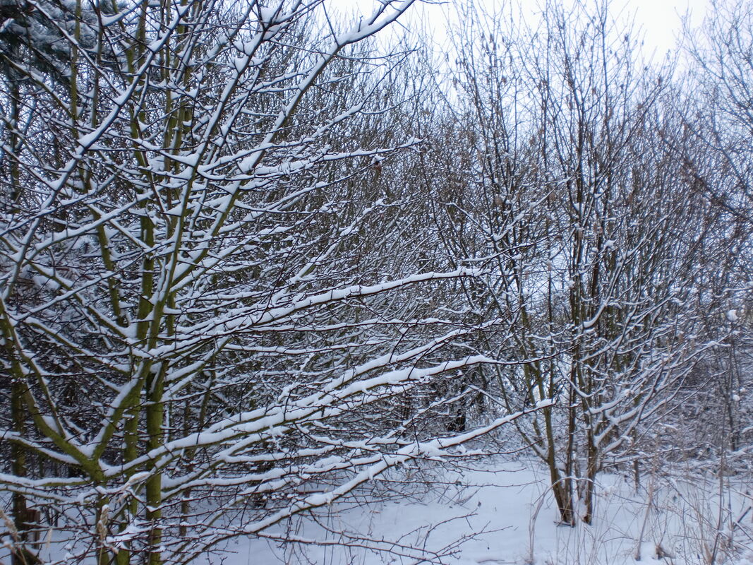 White White