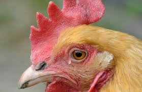 Sad Chicken