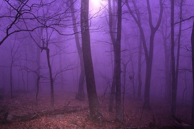 Purple Mist Purple Mist