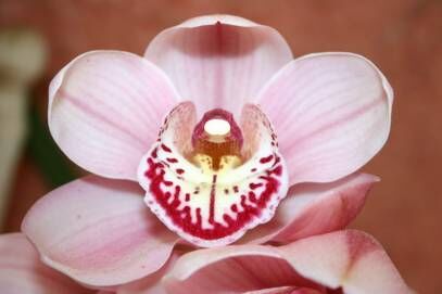 Wild Orchid
