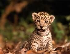 Baby Leopard!
