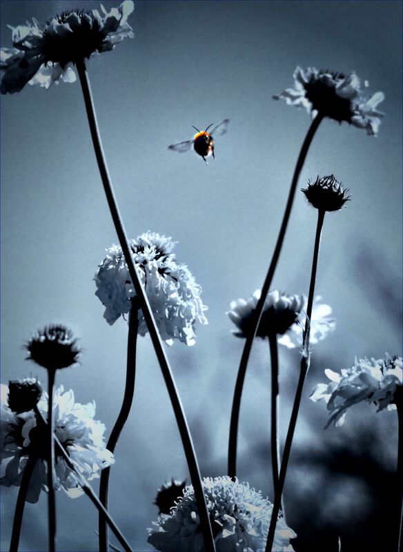 Flowers and the Bee
