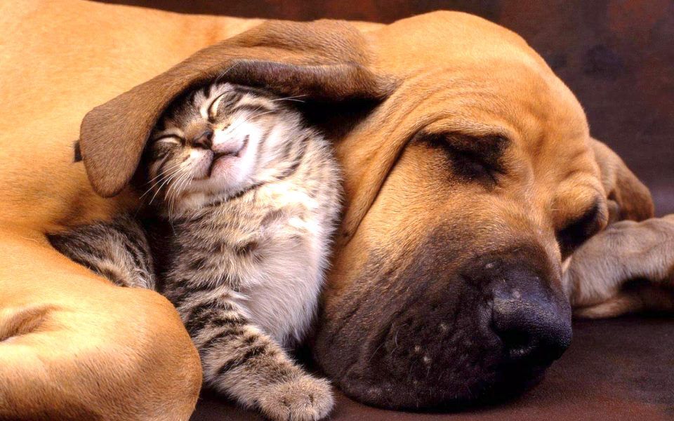 Meow.. Meow Meow..... ;) x Meow.. Meow Meow..... ;) x