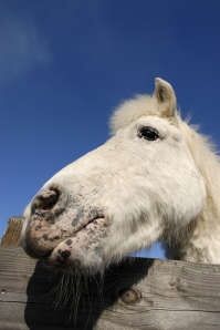 I'm not a horse! I'm not a horse!