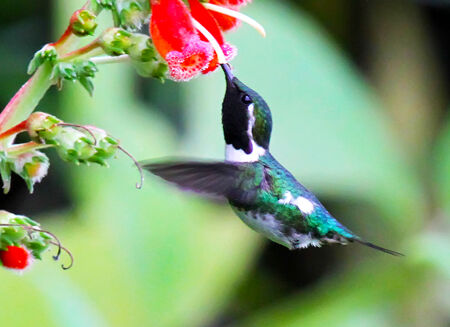Hummingbird Fly, Fly, Away Hummingbird Fly, Fly, Away