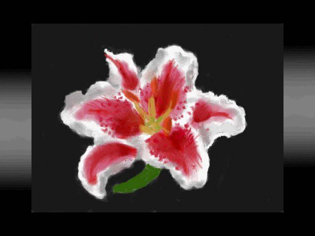 Egyptian Lily