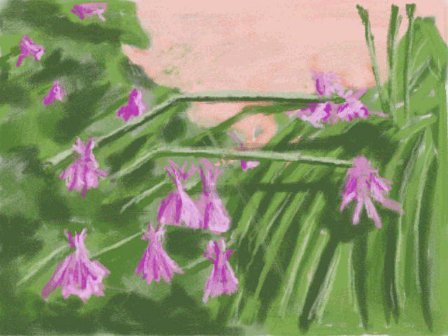 Pink Monkshood