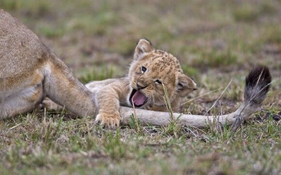 Animal Planet Animal Planet
