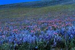 Blossom Meadow Blossom Meadow