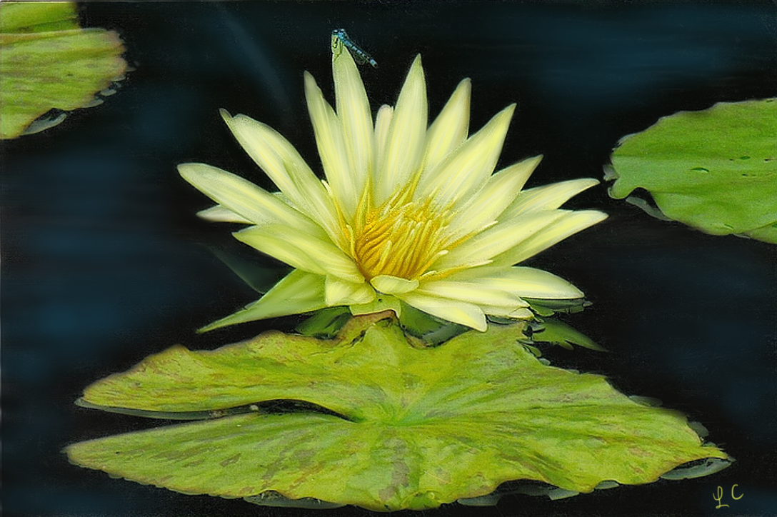 lotus bloom