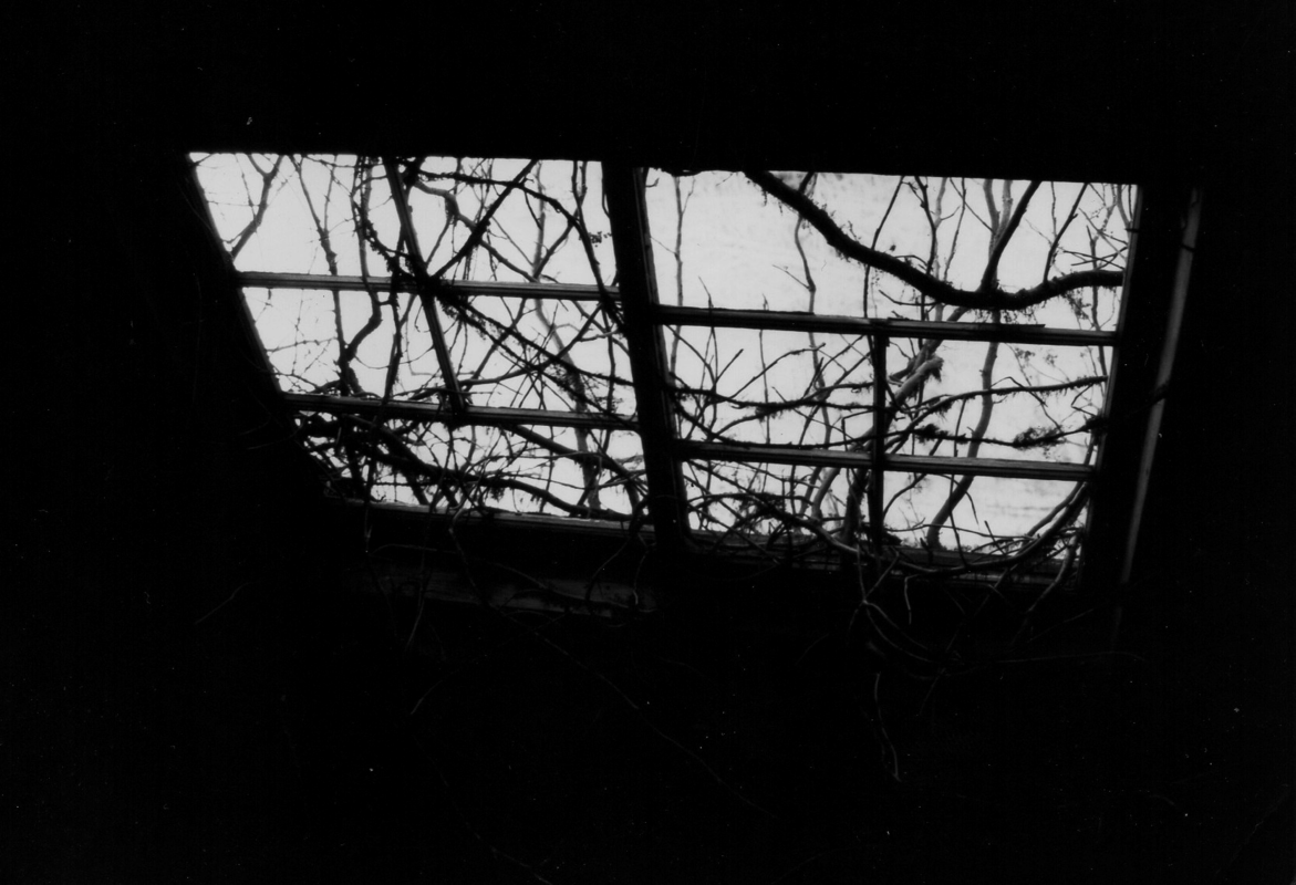 Wild Branches