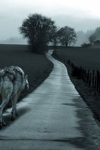 Traveled the path