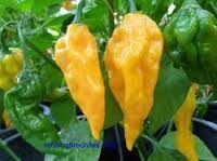 your red hot pepper turned yellow your red hot pepper turned yellow
