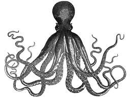 Octopus