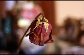 a rose without no petals a rose without no petals