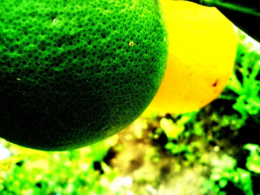 Unripe Oranges