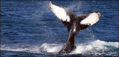Whale Hunt