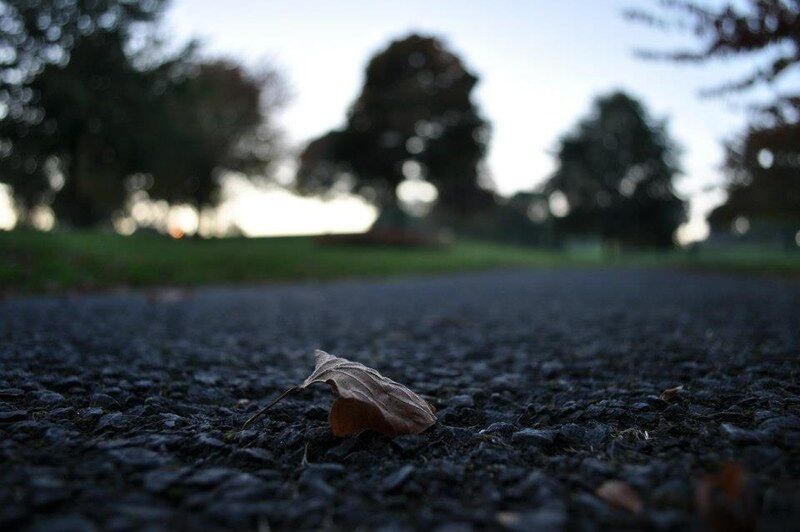 Little Leaf Little Leaf