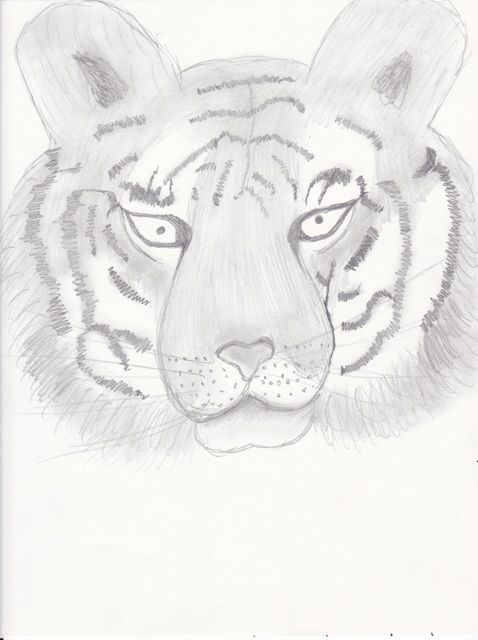 Tiger sketch