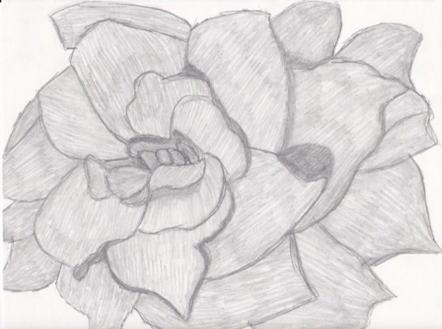 Flower Sketch