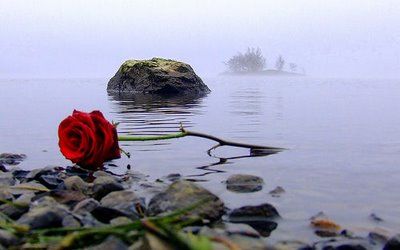 A single red rose...