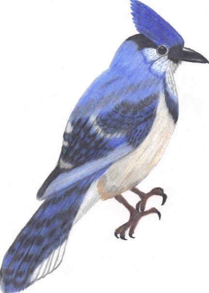 Blue Jay