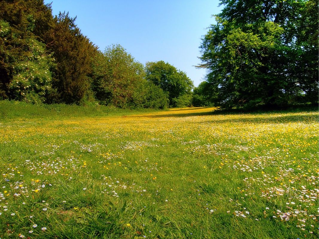 Buttercup Yellow