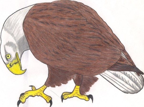 Eagle
